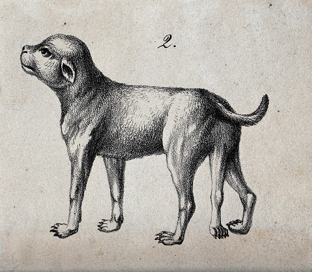 Drawing of a dog with polymelia 
