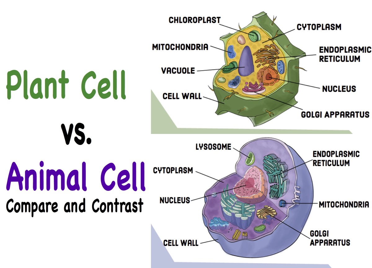 how are animal cells similar to plant cells