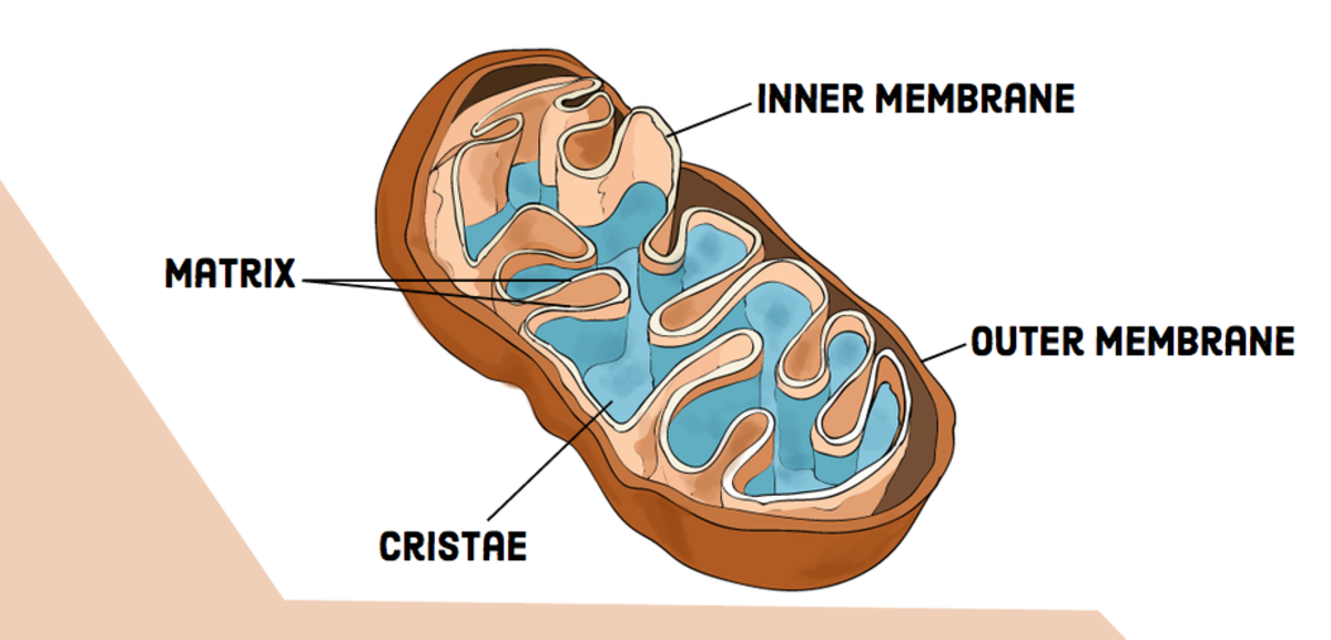 Compare and Contrast: Chloroplasts and Mitochondria - Owlcation
