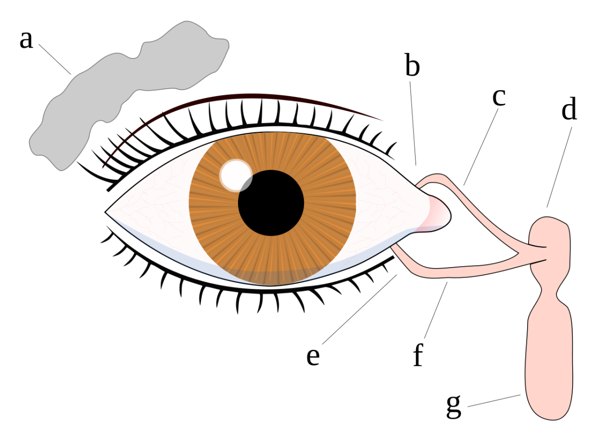 Tear system of the eye