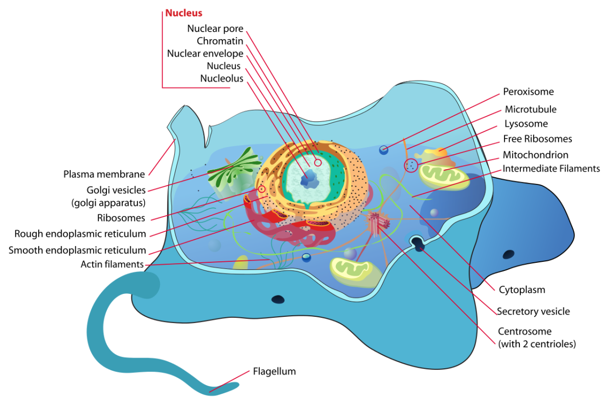 The chromatin in the nucleus of a cell contains chromosomes. Not all cells have a flagellum.