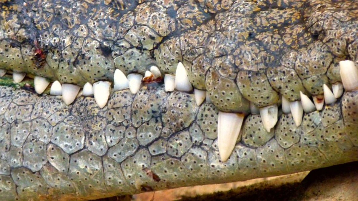 Here's a close-up of the crocodile's teeth with its mouth shut.