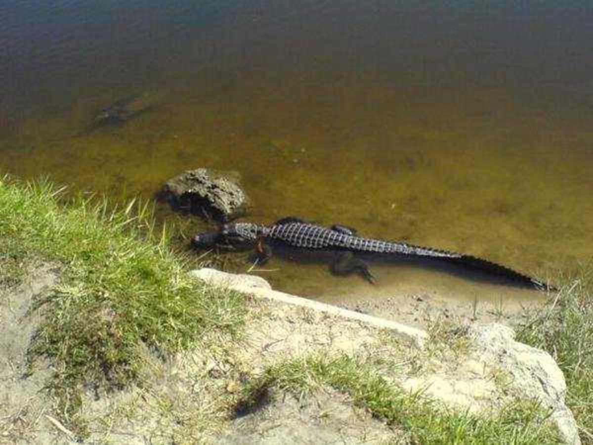 An alligator in Florida: Notice that the hide is a very dark gray color. The color of a gator's hide varies according to the water it swims in. Algae makes them greener, and tannic acid from the overhanging trees makes them darker.