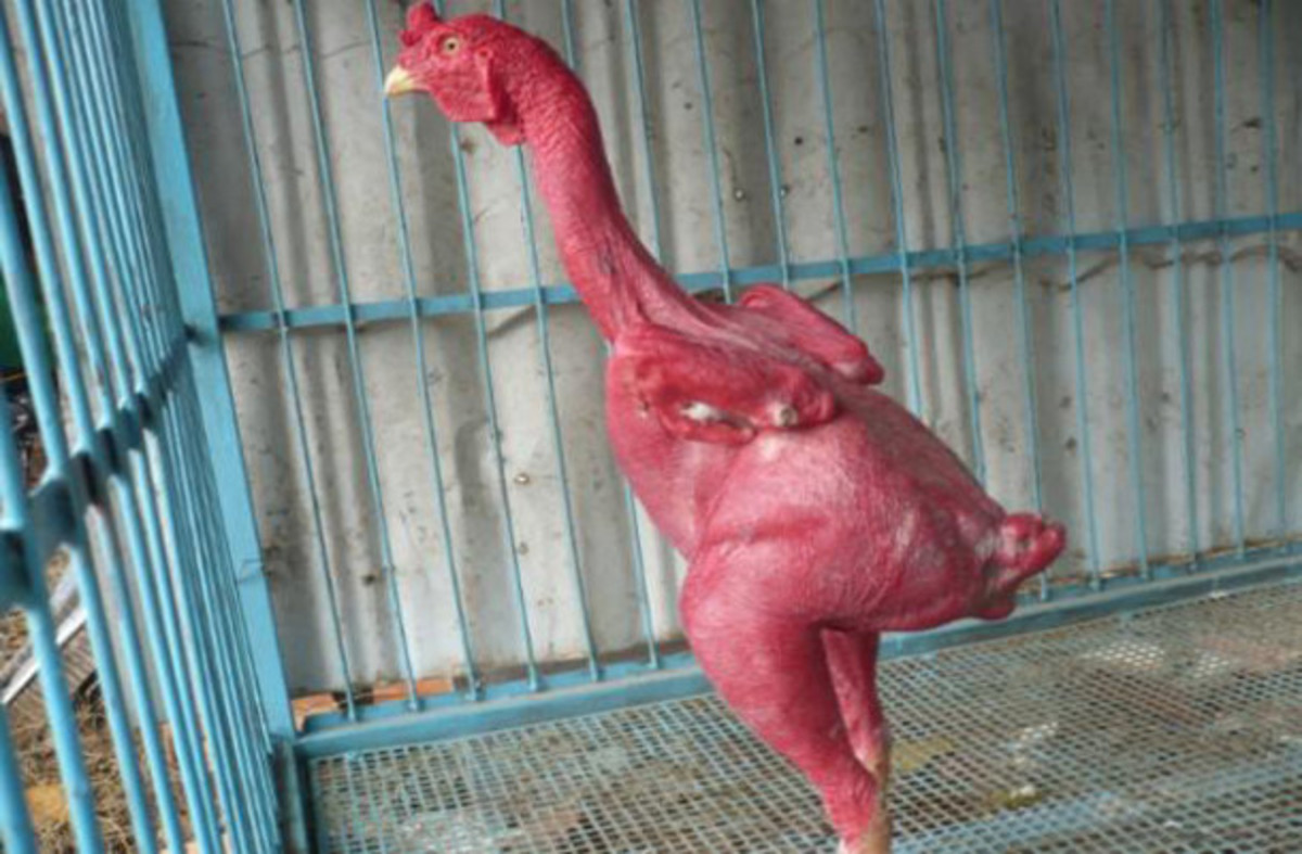 One more featherless chicken.