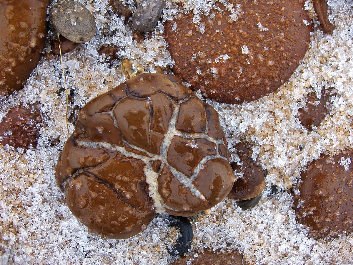 Septarian Stone on Pier Cove Beach in Southwest Michigan  