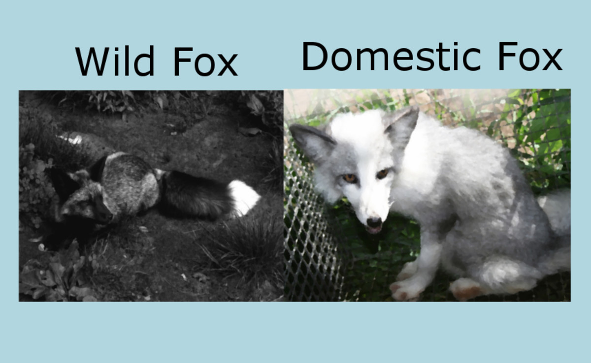 domesticated silver fox national geographic