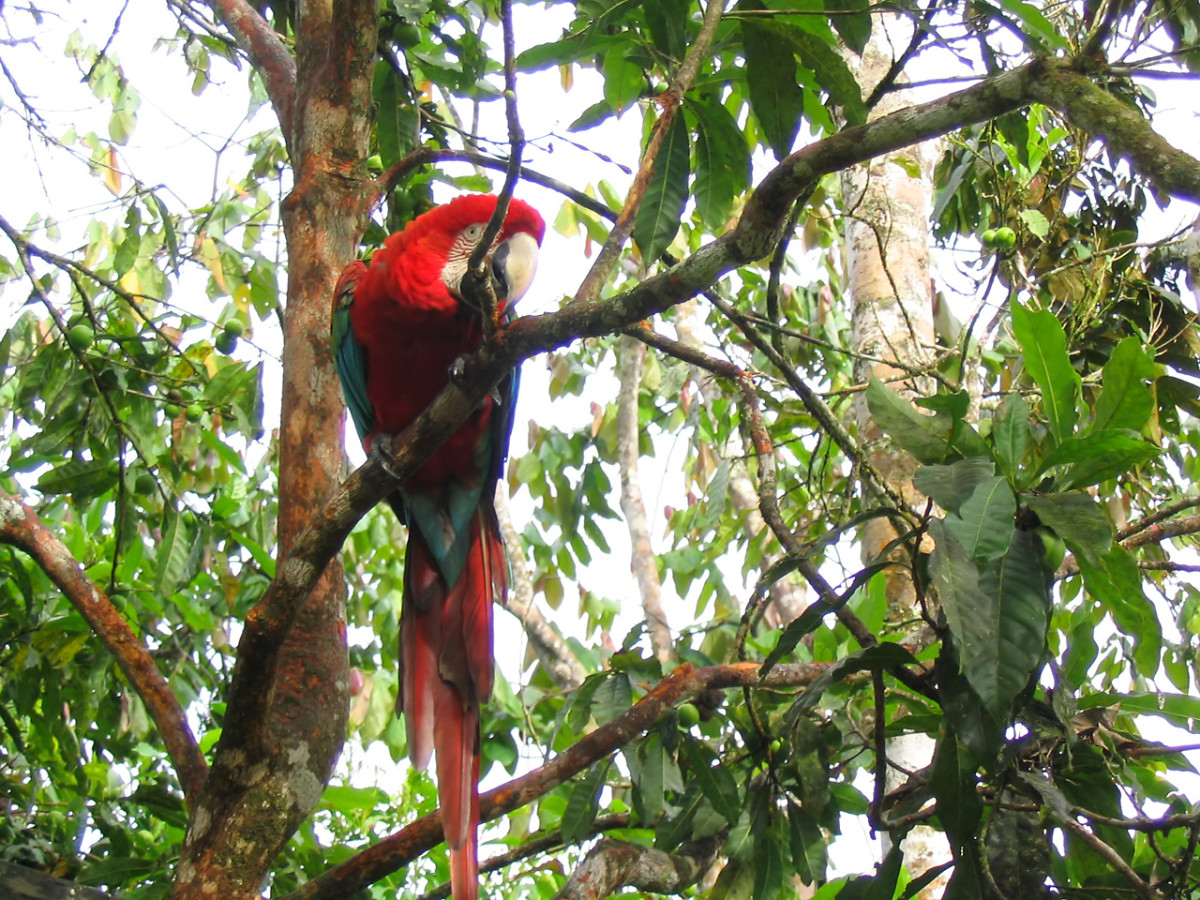 The rainforests of South and Central America are home to a wide range of colourful wildlife such as this Macaw.