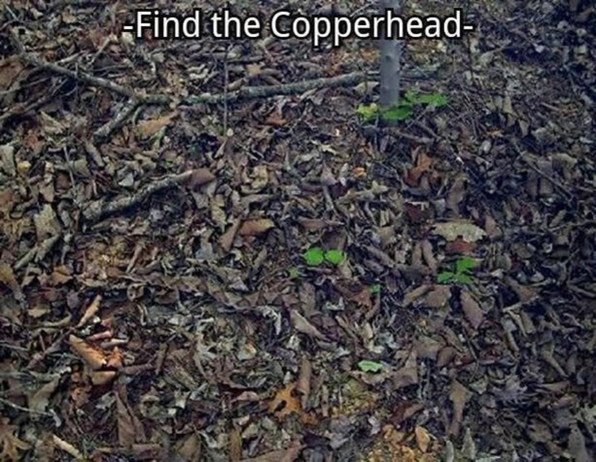 Can you find the copperhead pit viper in this photo?  If not, you just got bit!        