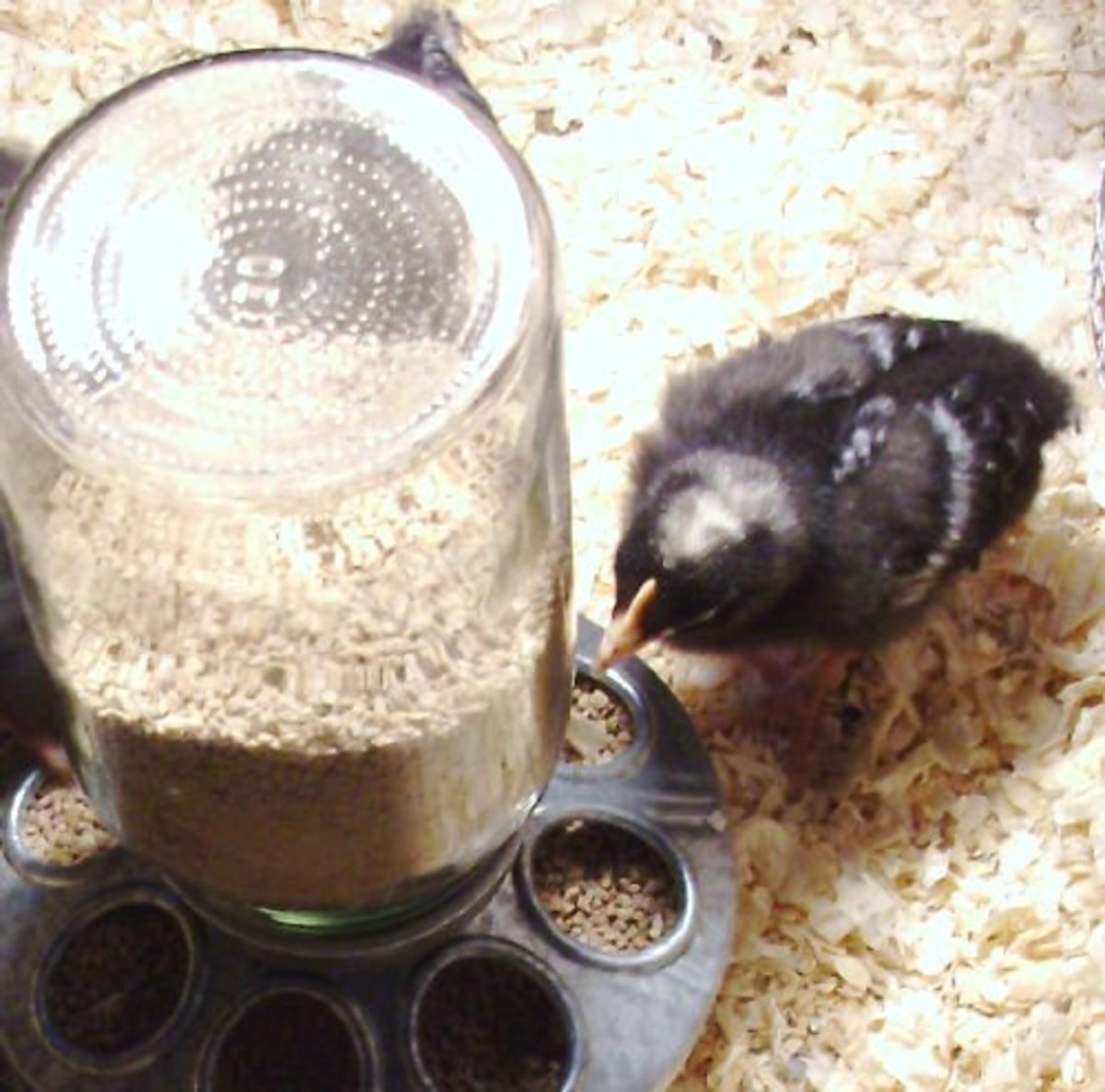 Eating from the feeder