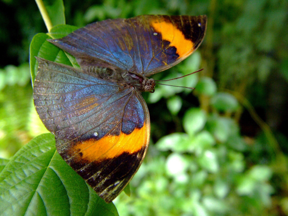 Indian Leaf Butterfly