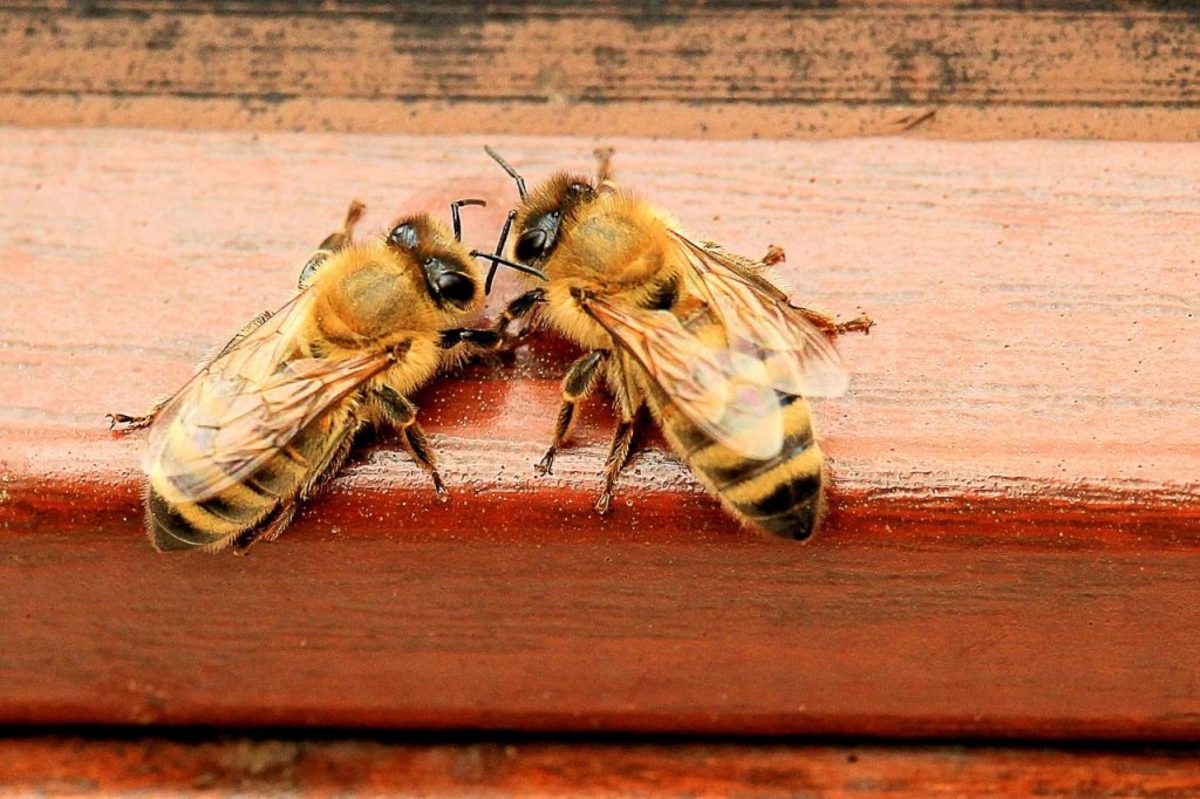 Honeybee communication