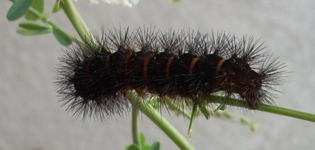 Black caterpillar with spikes and red bands or stripes. These caterpillars can be up to three inches long. In this picture, you are seeing the rear end of the caterpillar.