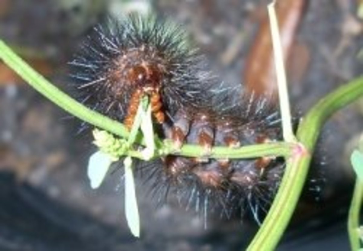 Here's a photo I took of our latest caterpillar. Isn't it cute? It's so neat how its legs cling to the thin plant stem.