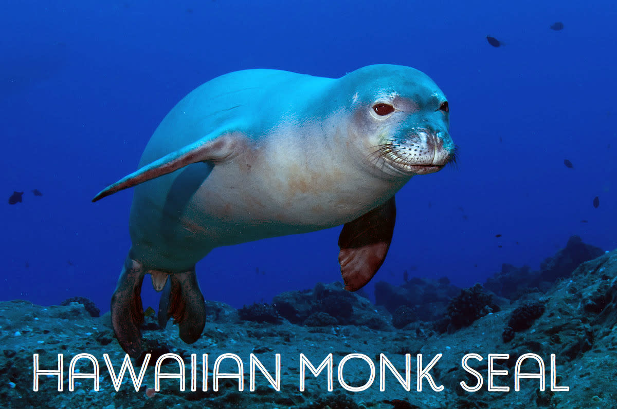 List of Ocean Animals: A Through Z - Owlcation