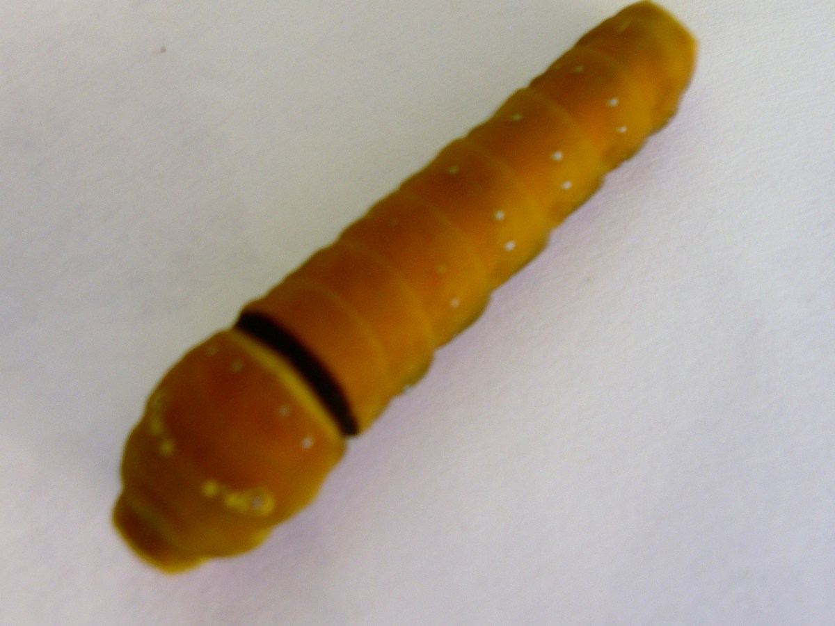 Fifth instar: at the end of the fifth instar the caterpillars turn brown.  They will become active as they search for a suitable place to pupate.