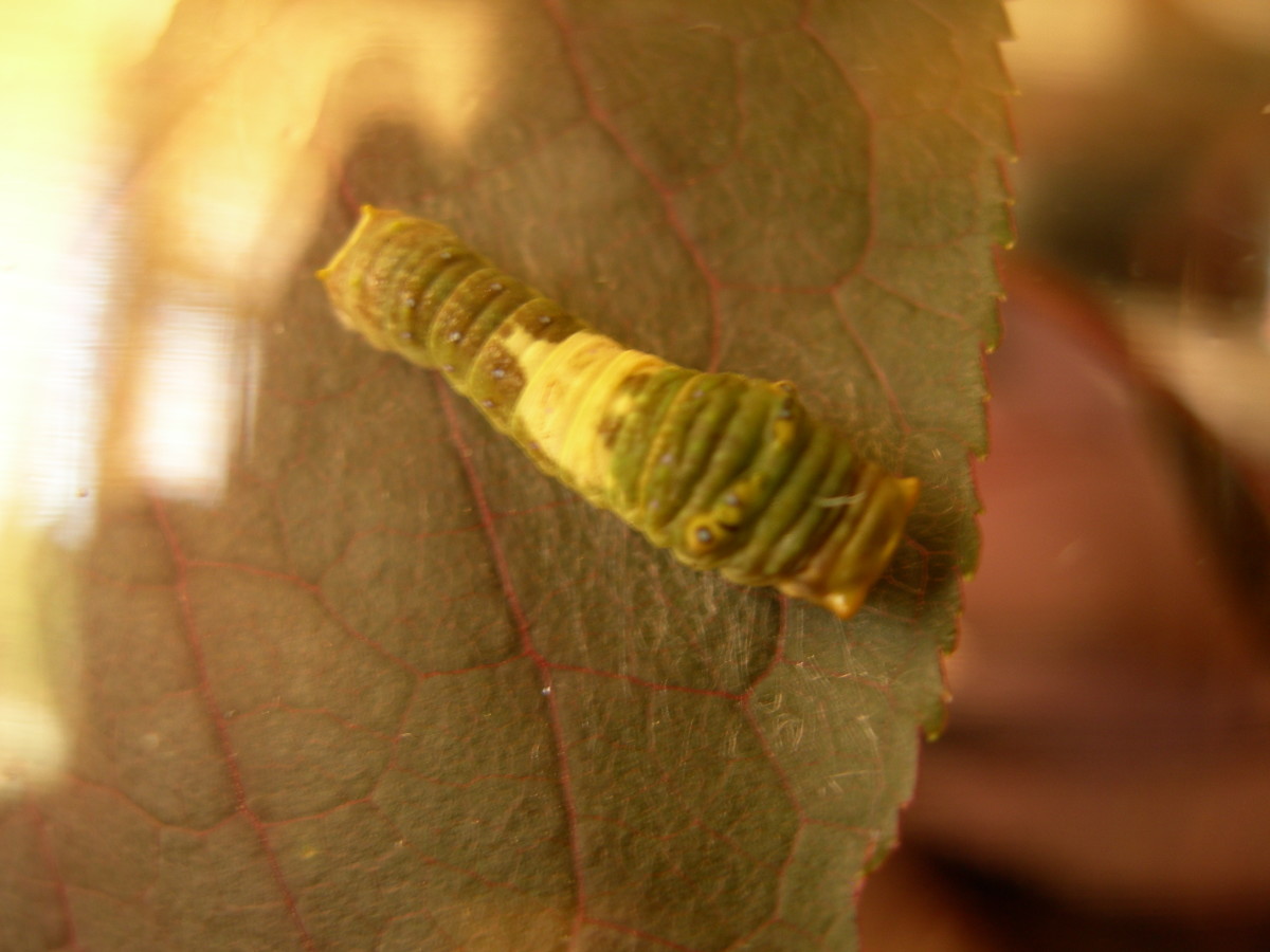 First instar: this caterpillar is only centimeters long.  It has a white bird-like pattern across the back.
