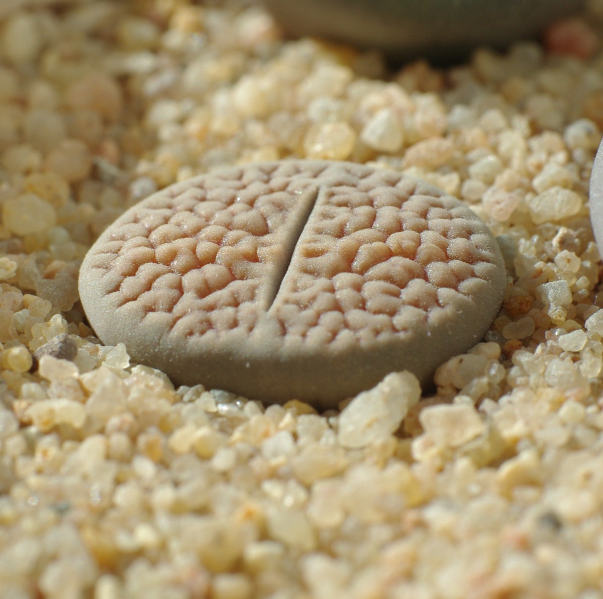 Top 20 Weirdest and Most Interesting Plants and Fungi in the World