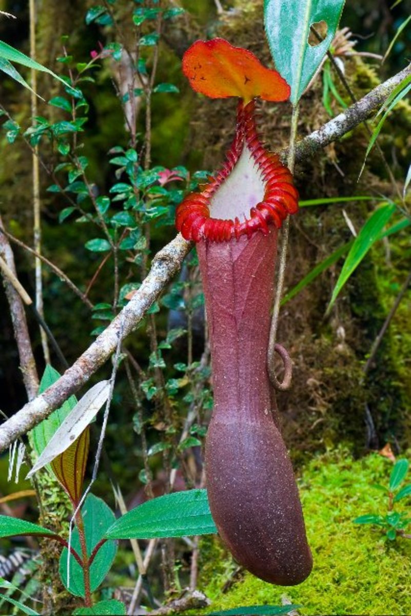 Top 20 Weirdest and Most Interesting Plants and Fungi in the World ...