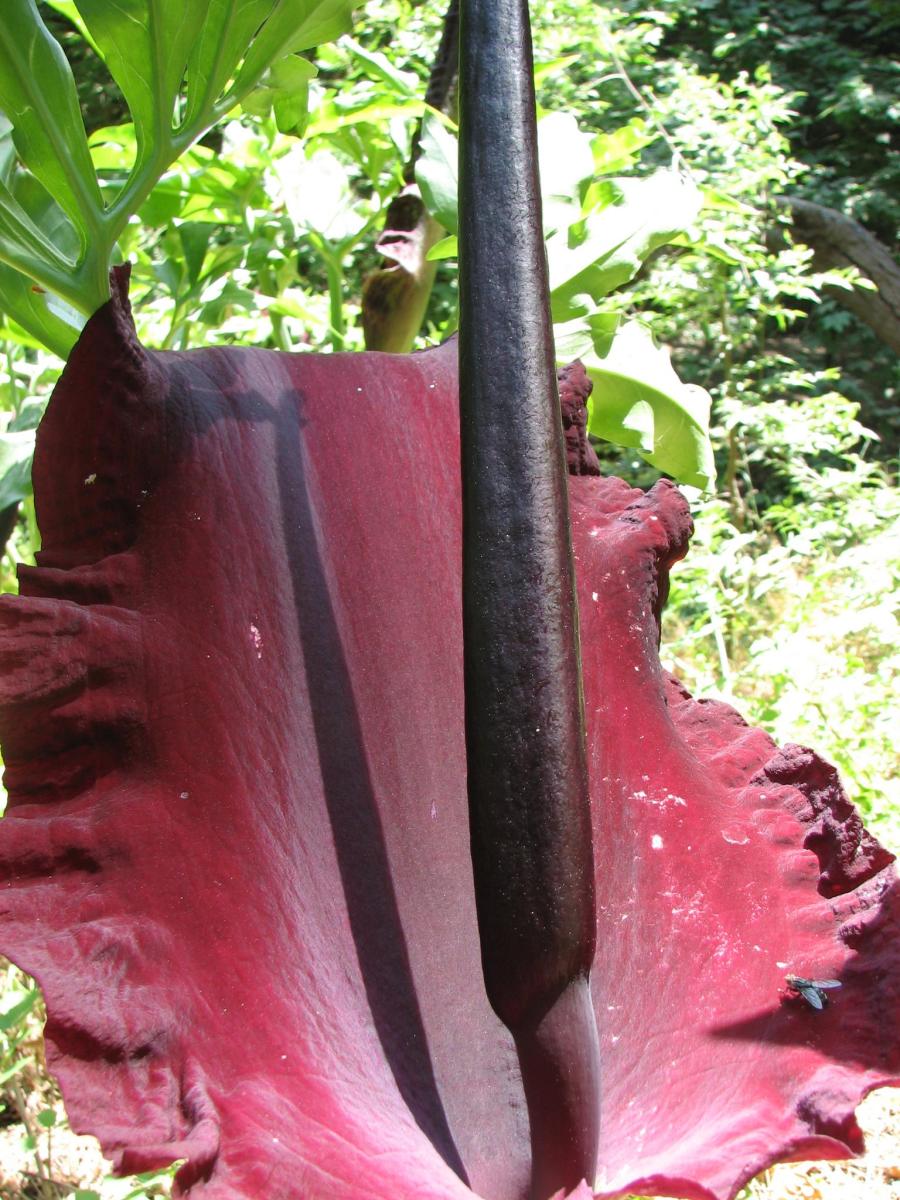 10-most-wacky-plants-of-the-world
