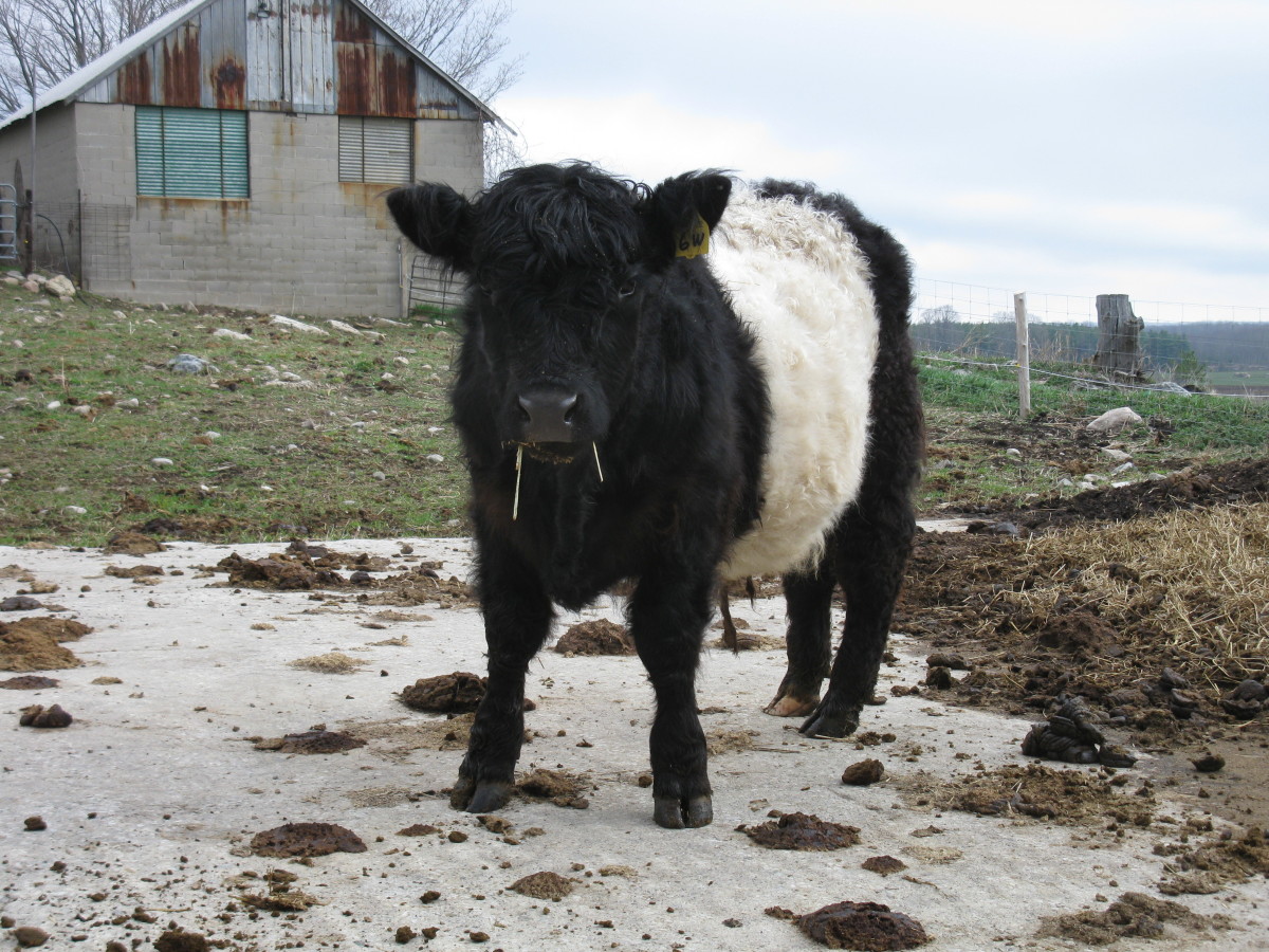 Curious and Intelligent Steer 