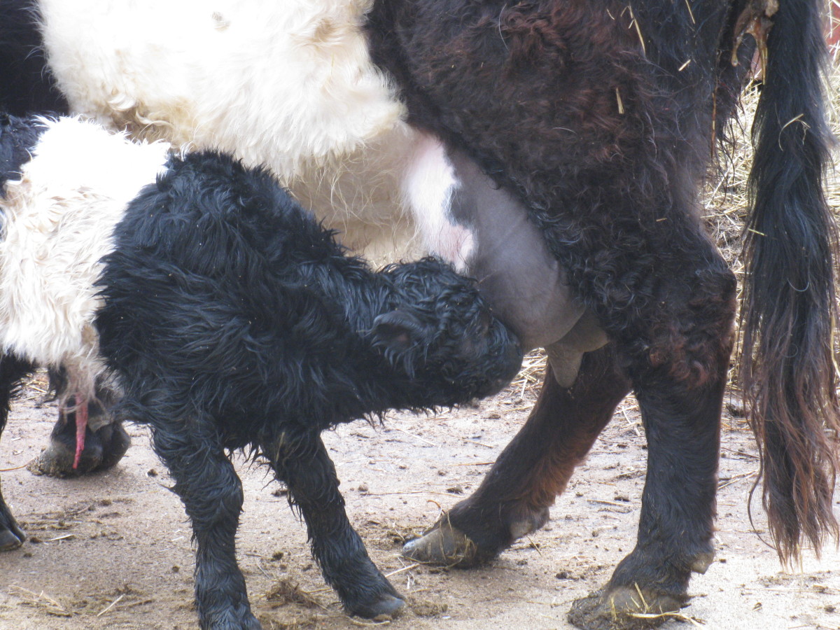 Good Sized Udder after calving.