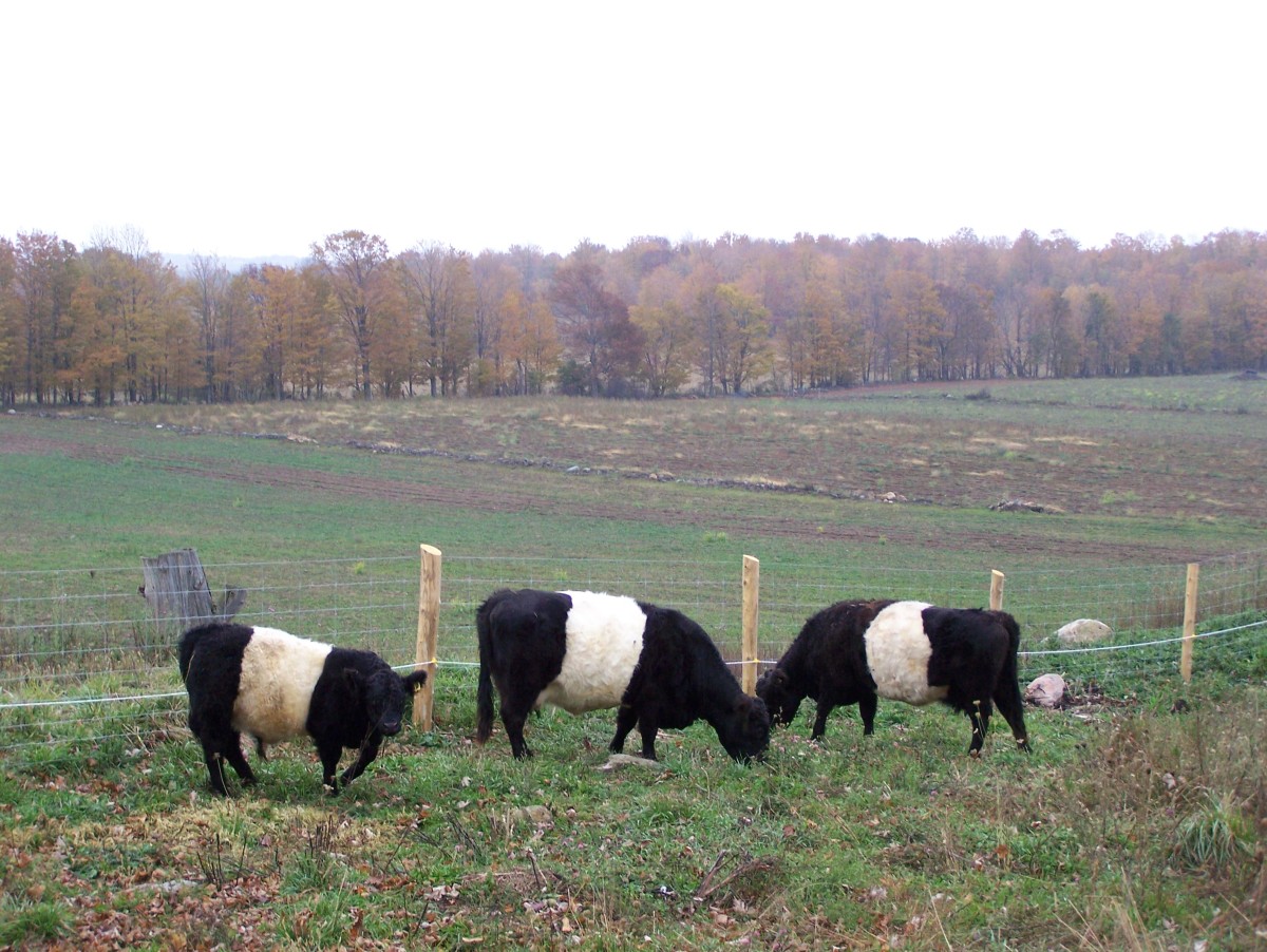 Two bred Belted Galloway cows and an 8 month old steer