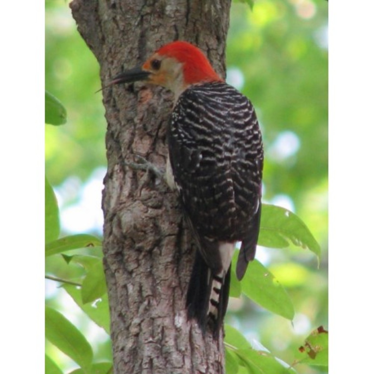 A woodpecker has a barbed tongue which it uses to hook insect larvae.