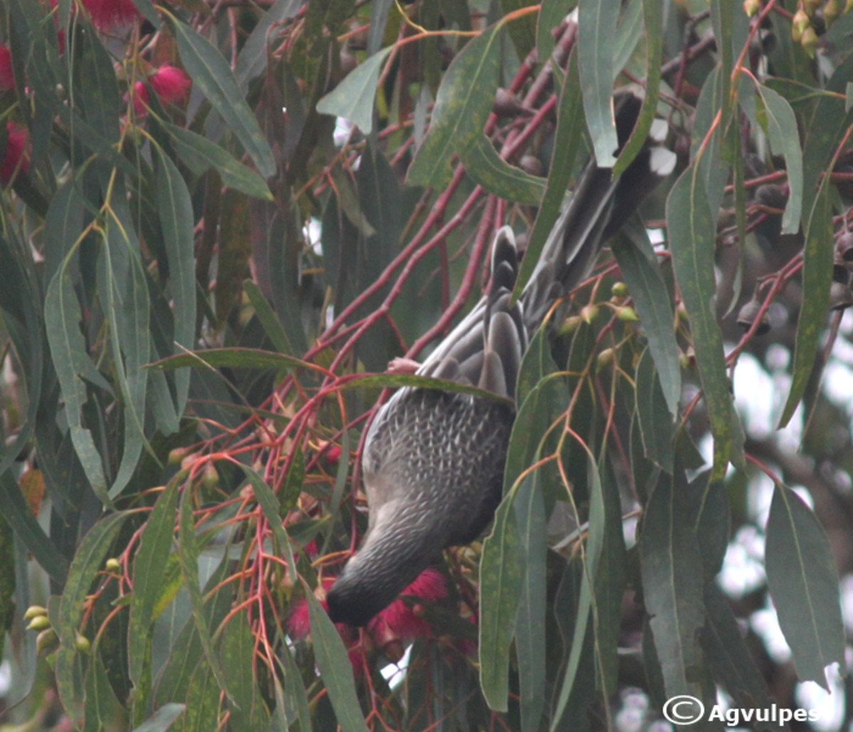 Wattle Birds are great entertainment as they hang about looking for nectar.