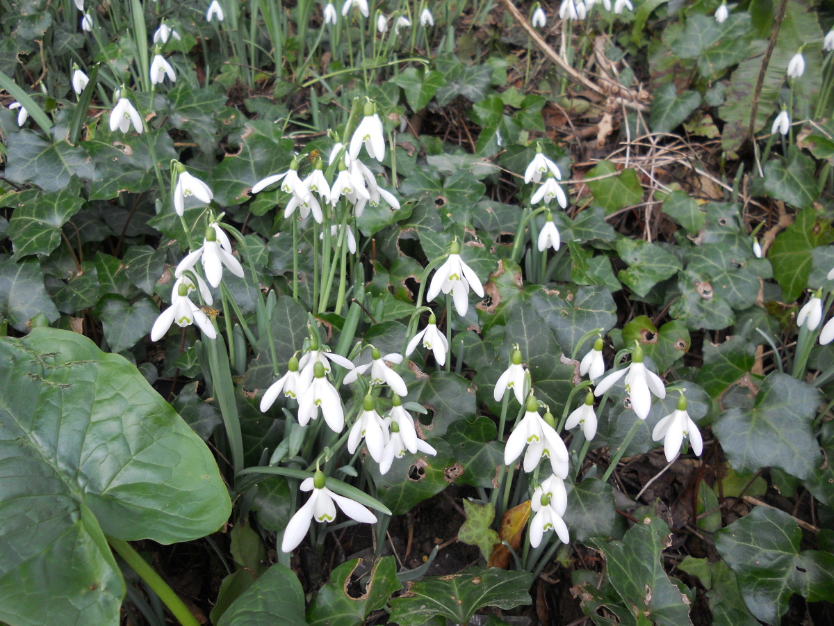 Snowdrops grow alongside a country lane in early spring.