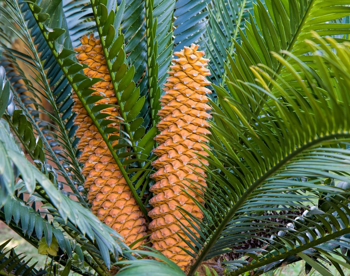 Typical cycad cone