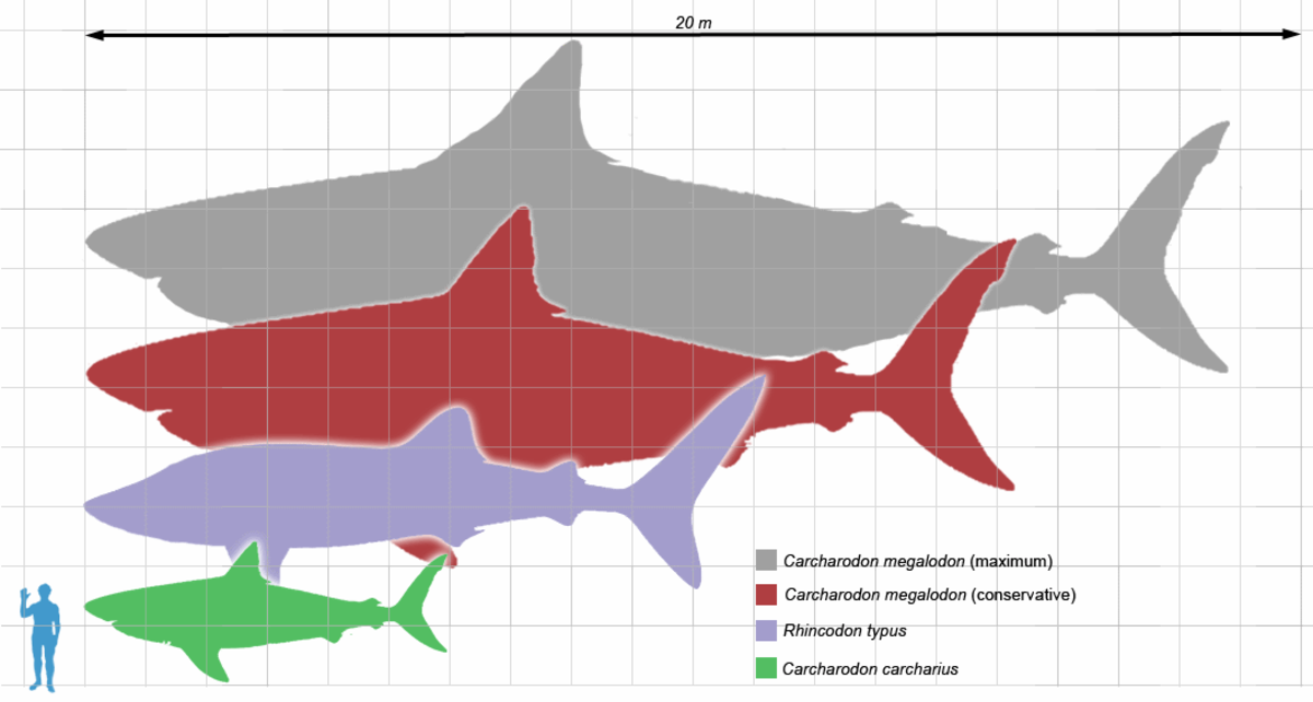 The relative size of Megalodon (gray and red shapes) to a whale shark (violet), a Great White Shark (green), and a human being (blue). Click for full size