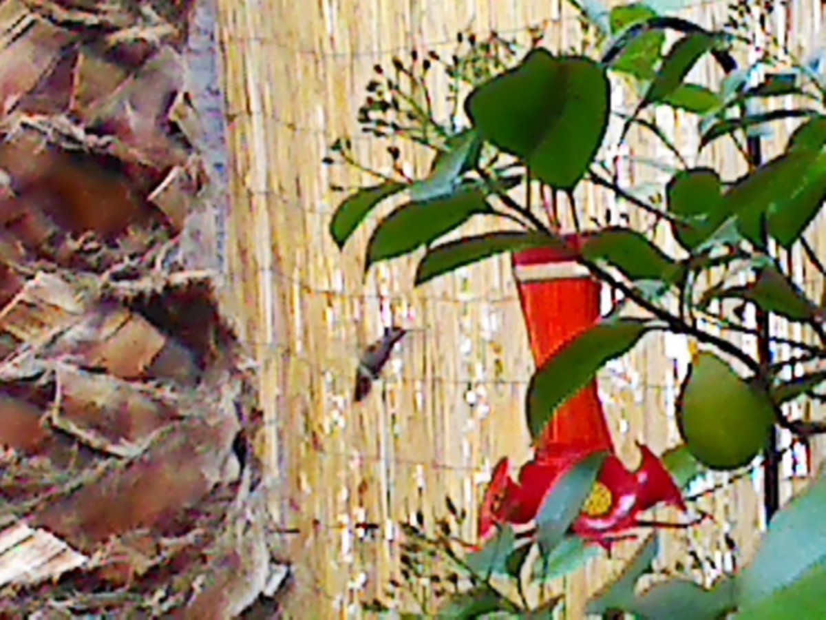 A photo of the hummingbird in our backyard, heading towards our feeder.