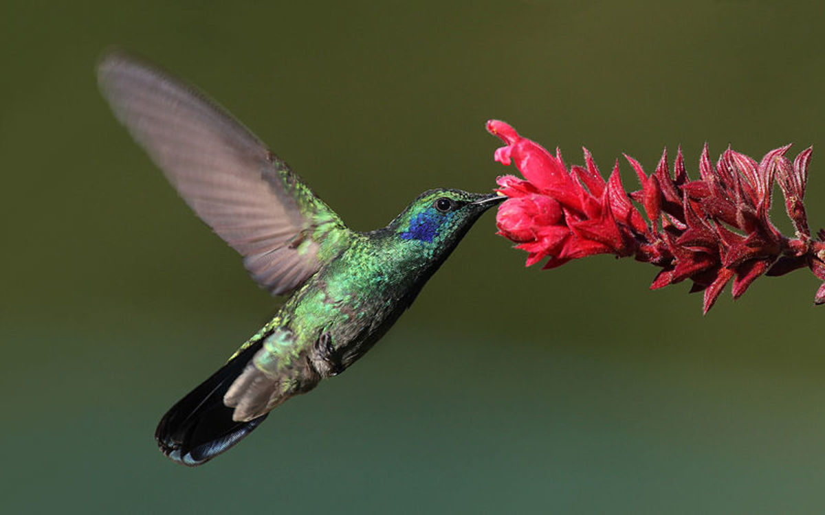 Green "violet ear" hummingbird, called Olibri Thalassinus-Panama