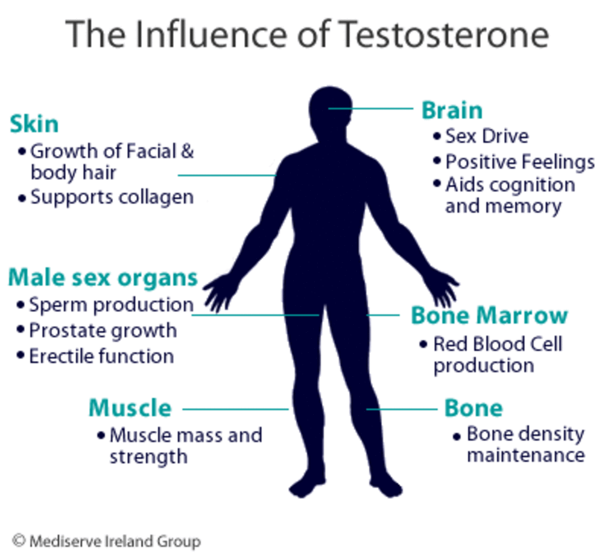 Effect of Testosterone on the Male Body