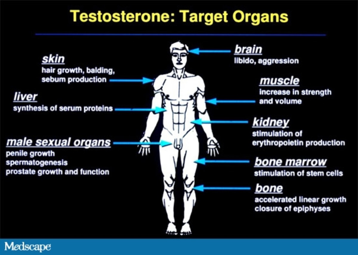 Biological Differences Between Men And Women Owlcation