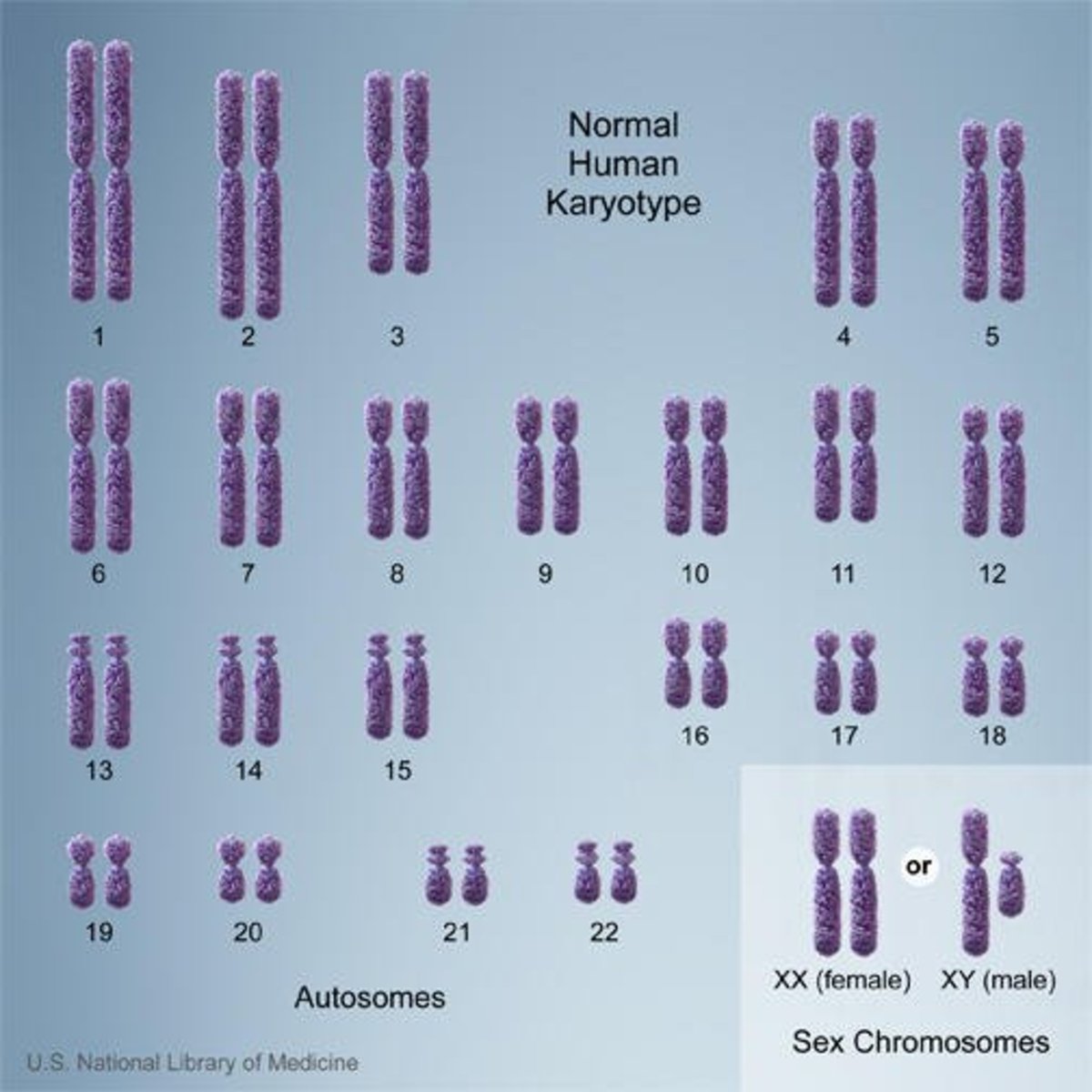 Normal chromosomes of a human. Note the XX chromosomes for female and the XY chromosomes for male. The male Y chromosome is much smaller than the X chromosome that it is paired with.