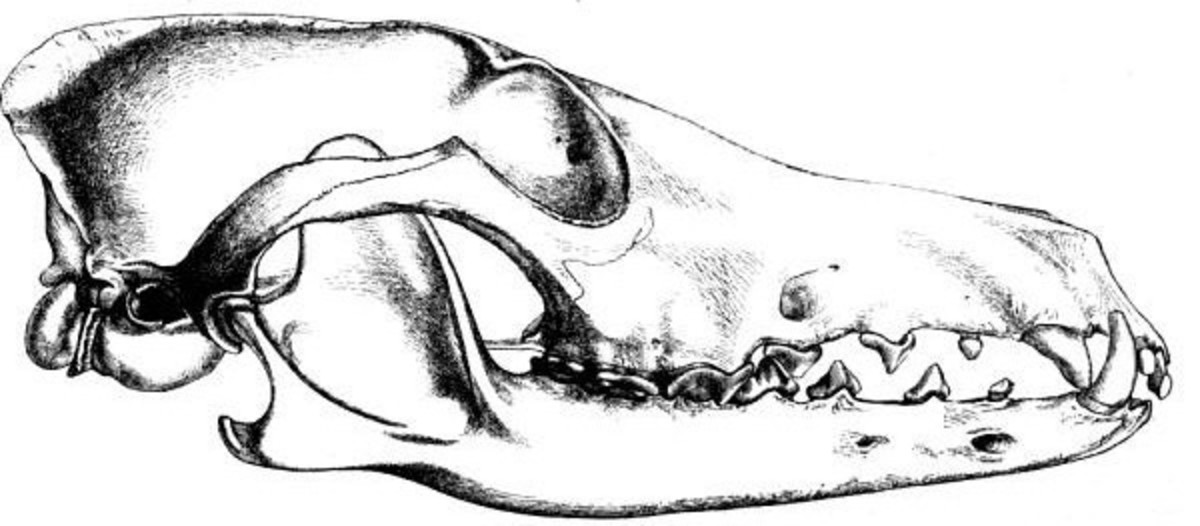 An Ethiopian wolf skull illustration showing the long and narrow muzzle with widely spaced teeth