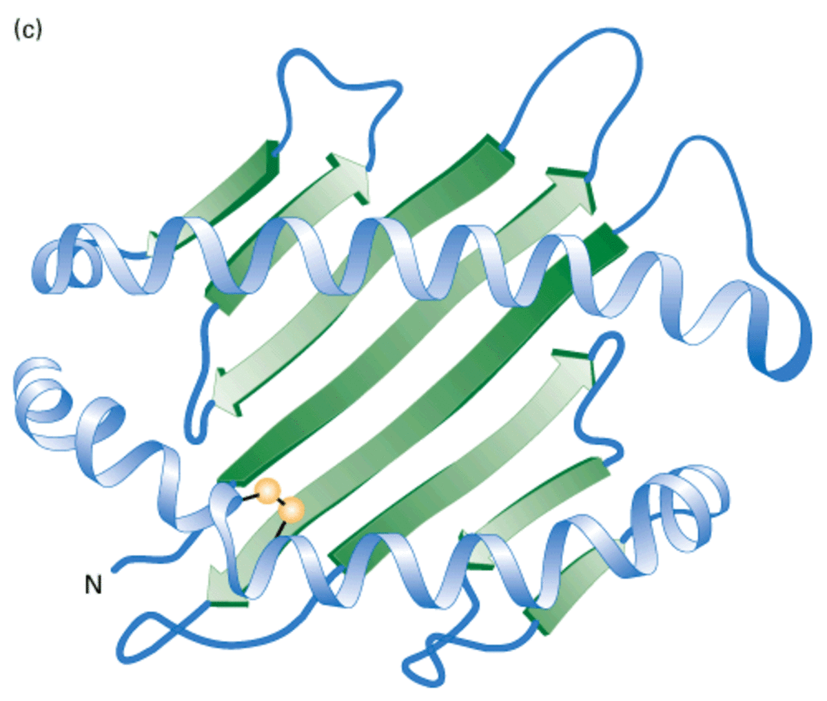 The secondary structures have now folded to occupy a specific 3D space - this is tertiary structure and is vital to the function of the protein. 