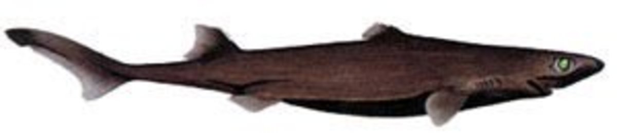black dogfish