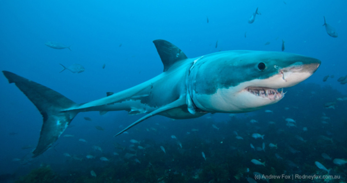 great white shark (this one is called 'Strappy')