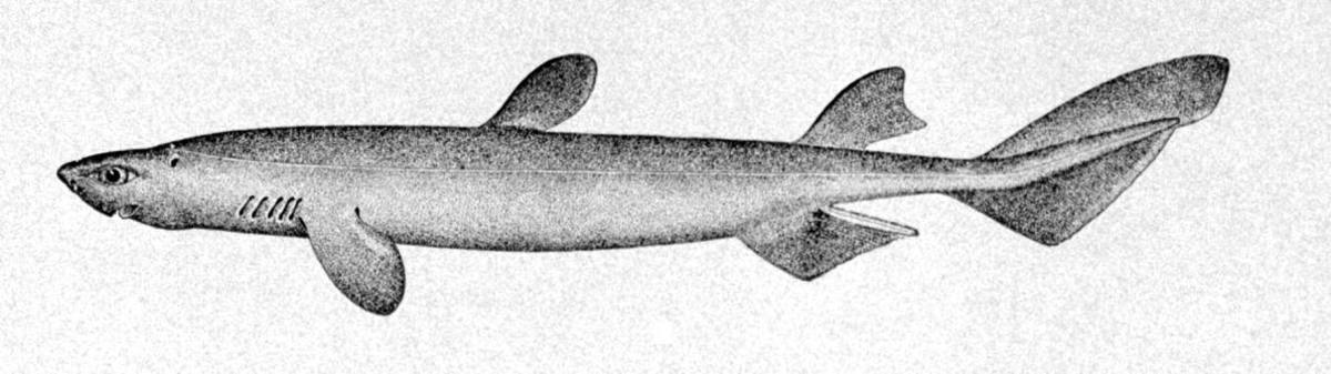 kitefin shark