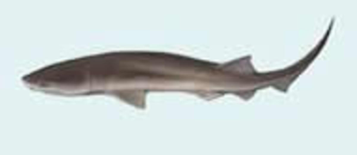 Bluntnose sixgill shark