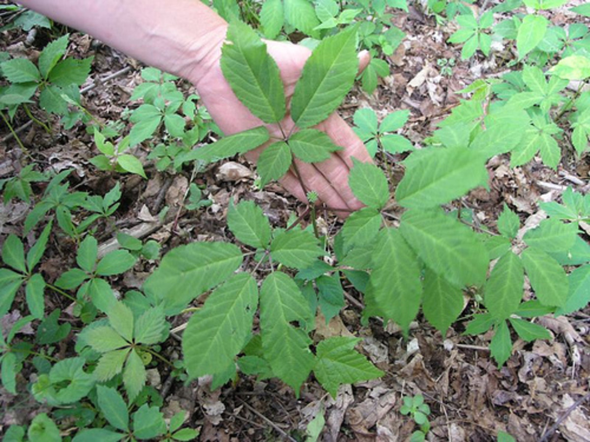American ginseng - without the berries.