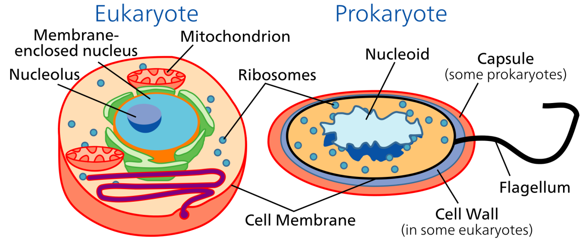 Prokaryotic cells are much older than Eukaryotes. Prokaryotes lack any membrane-bound organelles; that means no nucleus, no mitochondria or chloroplasts. Prokaryotes often have a slimy capsule and flagella for movement.