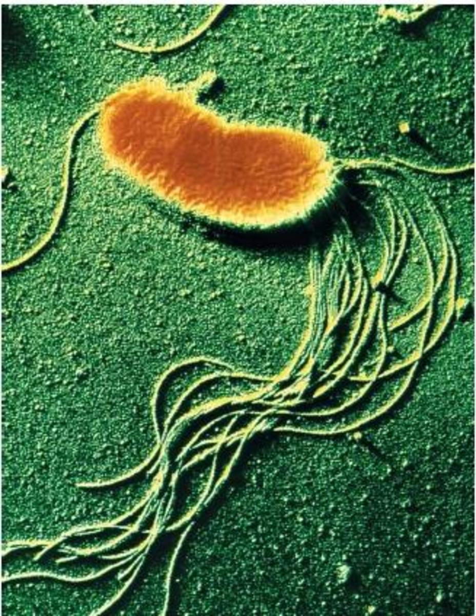 Coloured Electron Micrograph of Pseudomonas fluorescens. The capsule provides protection for the cell and is seen in orange. Flagella are also seen (whiplike strands)