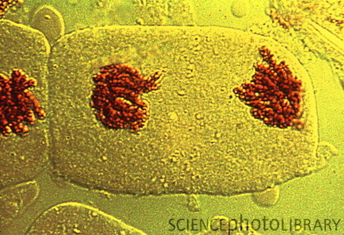 Cell Cycle Stages Mitosis (Metaphase, Anaphase, Telophase) Owlcation