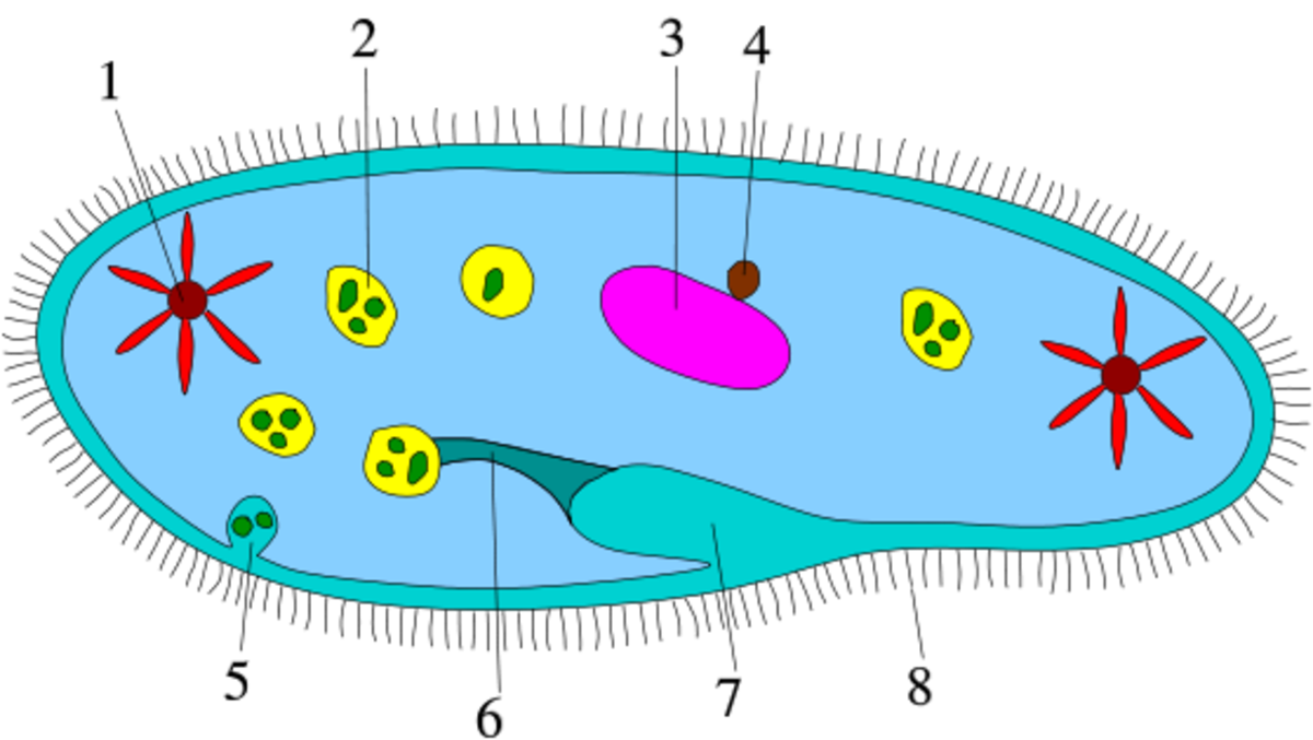 Diagram of Ciliophora