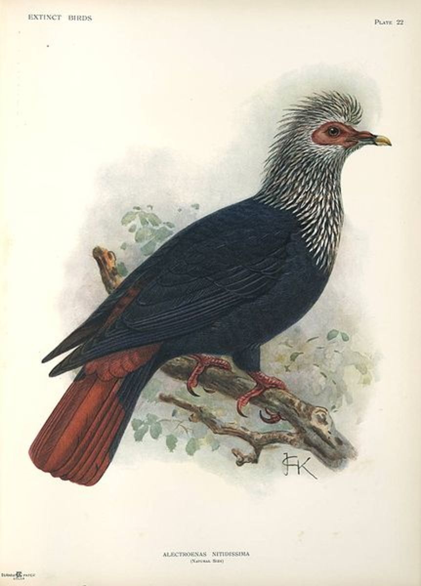 wiped-out-from-existence-15-extinct-bird-species