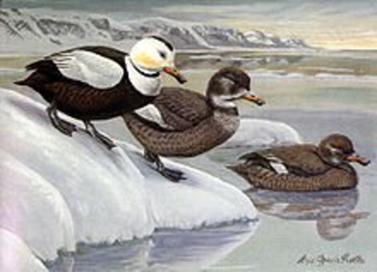 wiped-out-from-existence-15-extinct-bird-species