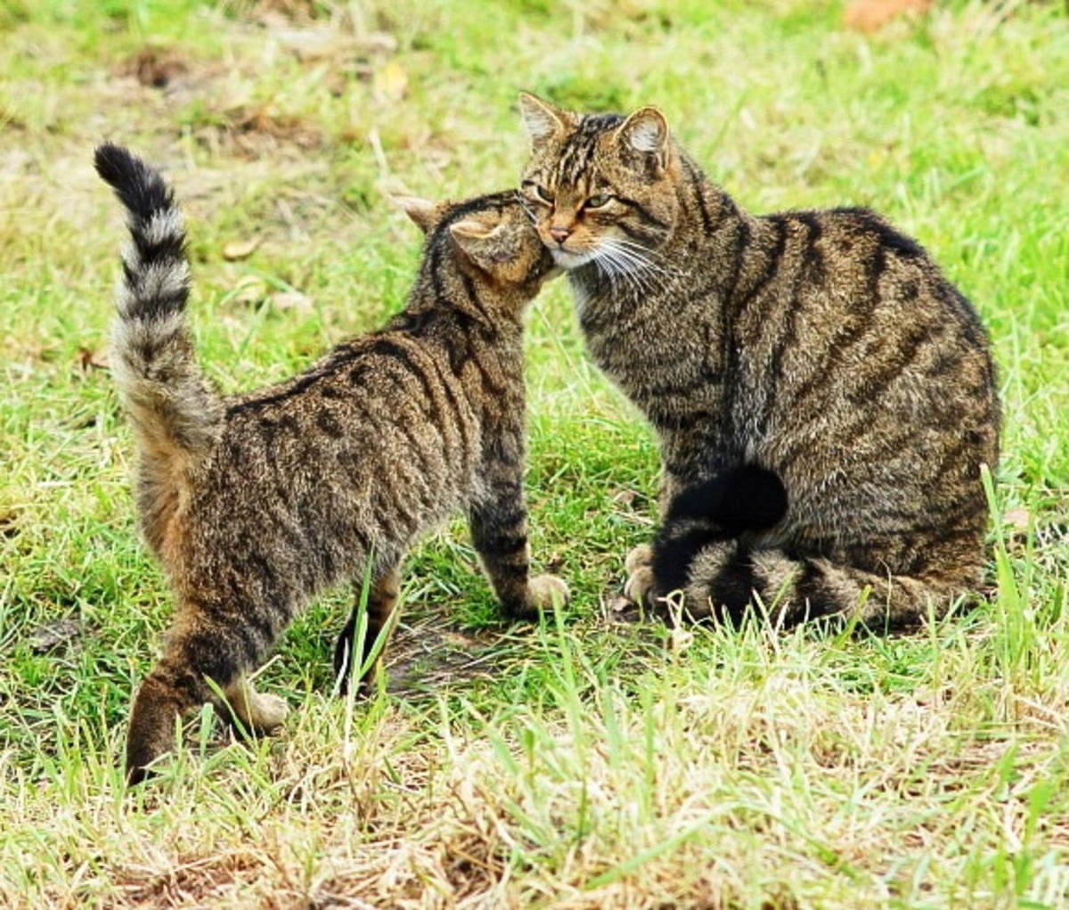 Kendra is a Scottish wildcat (or more likely a hybrid due to the spots on her side) at the British Wildlife Centre in Surrey, England. In this photo she is with one of her kittens.